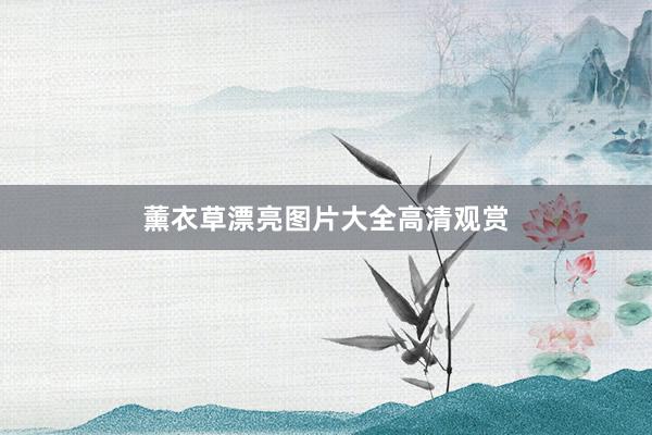 薰衣草漂亮图片大全高清观赏