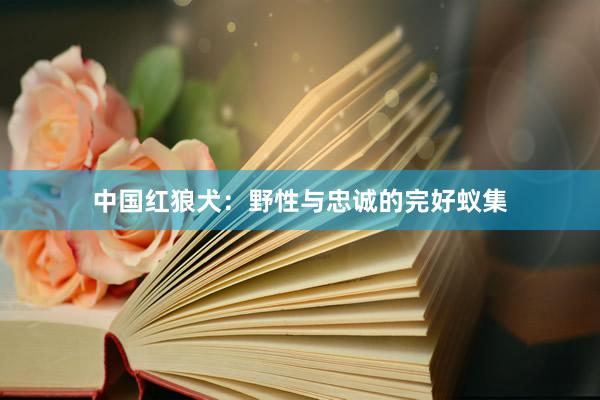 中国红狼犬:野性与忠诚的完好蚁集