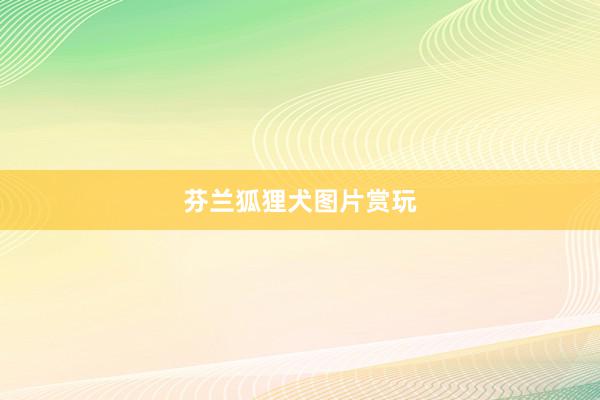 芬兰狐狸犬图片赏玩